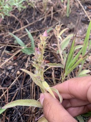 Penstemon glaber
