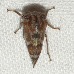 Cyrtolobus pallidifrontis