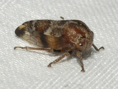 Cyrtolobus pallidifrontis