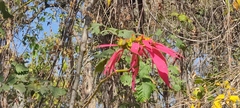 Euphorbia pulcherrima
