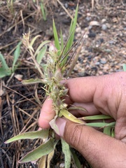 Penstemon glaber