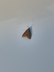 Udea profundalis