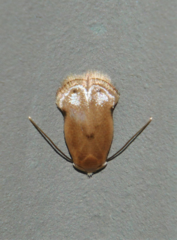 Opostegidae