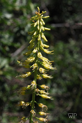 Chlorocrambe hastata