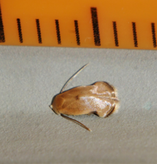 Opostegidae