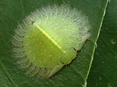 Nymphidae