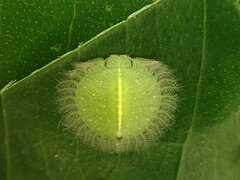 Nymphidae