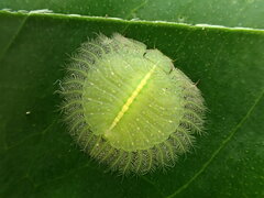 Nymphidae