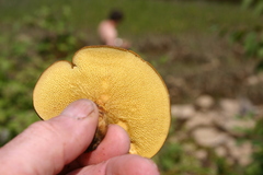 Boletinellus merulioides