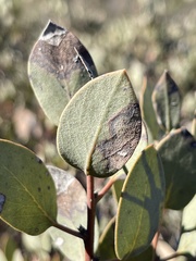 Arctostaphylos moranii
