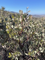 Arctostaphylos moranii