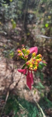 Euphorbia pulcherrima