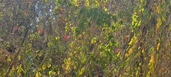 Euphorbia pulcherrima