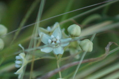 Funastrum