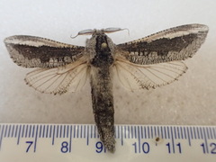Endoxyla coscinopa