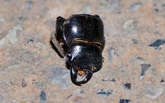 Dorcus davidis