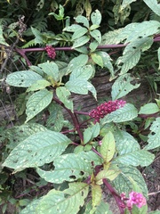 Phytolacca rugosa