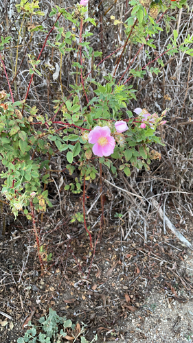 iNaturalist observation photo of California Wild Rose