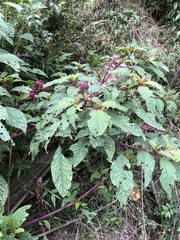 Phytolacca rugosa