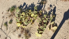 Proboscidea althaeifolia