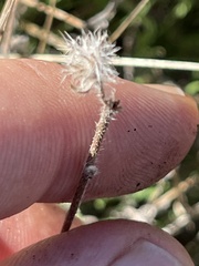 Pulicaria paludosa