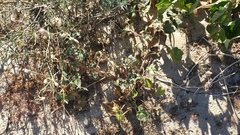 Proboscidea althaeifolia