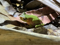 Ranoidea pearsoniana