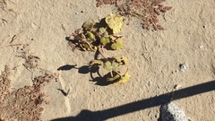 Proboscidea althaeifolia