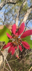 Euphorbia pulcherrima