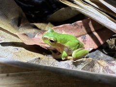 Ranoidea pearsoniana