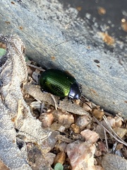 Chrysolina auripennis
