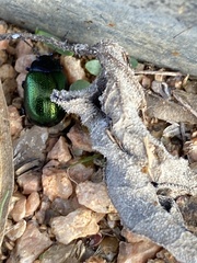 Chrysolina auripennis