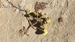 Proboscidea althaeifolia