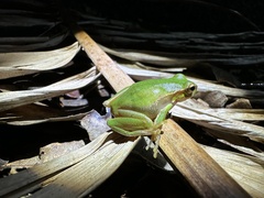 Ranoidea pearsoniana