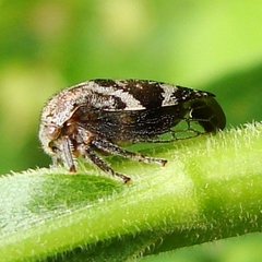 Smiliinae
