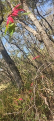 Euphorbia pulcherrima