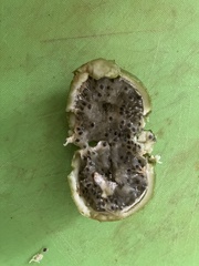 Passiflora herbertiana herbertiana