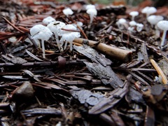 Marasmius calhouniae