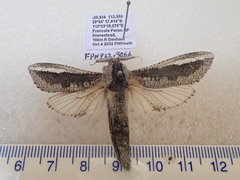 Endoxyla coscinopa