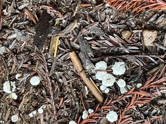 Marasmius calhouniae