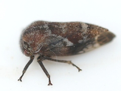 Cyrtolobus pallidifrontis