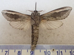 Endoxyla coscinopa