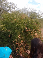 Cardiospermum corindum