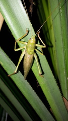 Agraeciini
