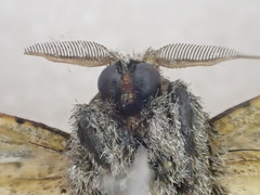 Endoxyla coscinopa