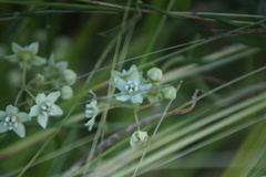 Funastrum