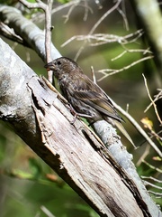 Haemorhous purpureus californicus