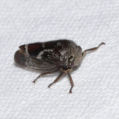 Smiliinae