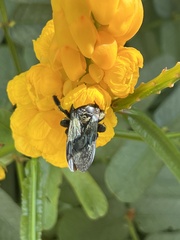Xylocopa mordax