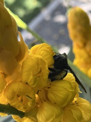 Xylocopa mordax